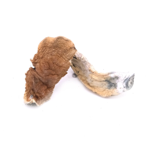 Buy cambodian magic mushroom online