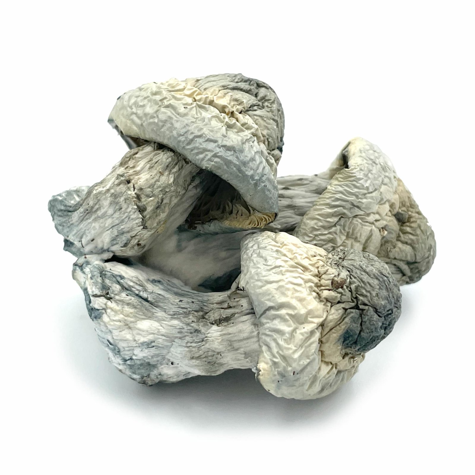 D6D71372-2643-402C-BF30-615639AD846E-scaled Albino Penis Envy Mushrooms