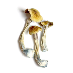 dried Ecuadorian Mushrooms