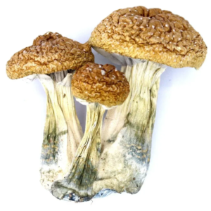 penis envy mushroom strain
