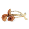 Buy Malabar Coast magic mushroom