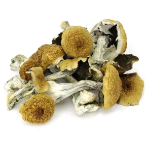 Golden Teacher Mushrooms