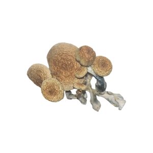 B+ mushroom spores