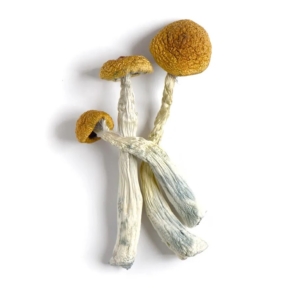 Buy Amazonian Magic Mushrooms