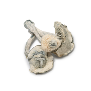 Jedi Mind Fuck Mushrooms