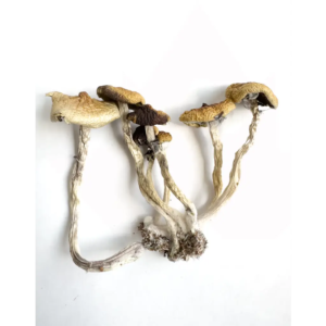 Koh Samui Super Strain