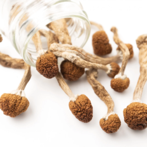 dried Mazatapec magic Mushrooms