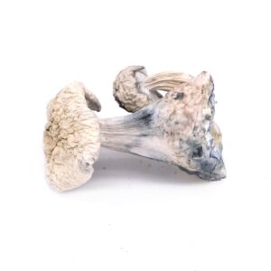 Albino Treasure Coast Magic Mushrooms