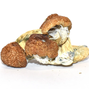 blue meanies mushroom