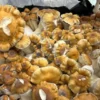 cluster of matured hillibily cubensis mushrooms with convex , caramel-to-rust colored caps and thick , pale stems showing blue bruising