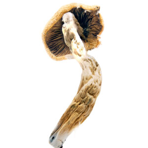 Super thai mushrooms fruiting from a colonized substrate , demonstrating their robust growth patter