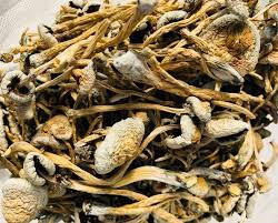 Cluster of golden-cap lizard king mushroom with thick stem