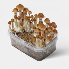 B+ Magic Mushroom Grow Kit XL fully colonized for home cultivation