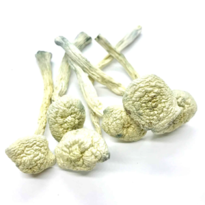 dried Albino Amazonian Strain
