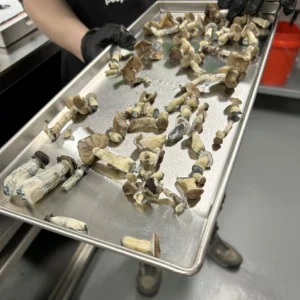 Microdose psilocybin for sale