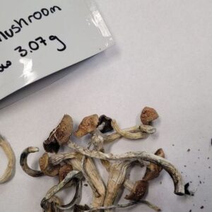 Dried Cambodian magic mushroom , showing their golden-brown cap and slender stems