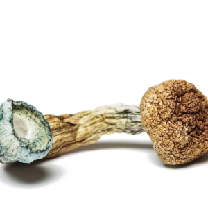 dried Flying Saucers aka Azurescens