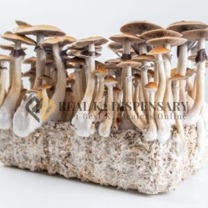 Magic Mushroom Grow Kits